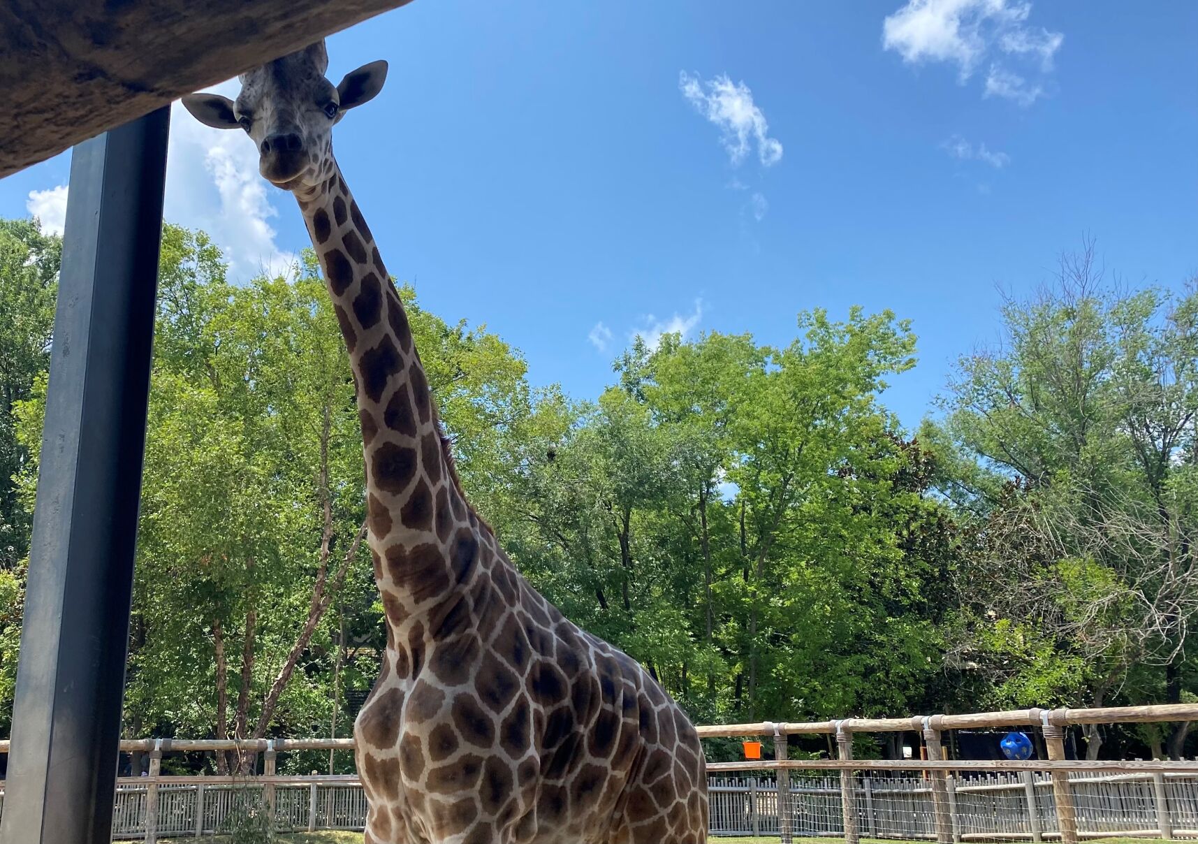 How the Chattanooga Zoo keeps animals cool during the summer heat